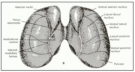 Parts of the Thalamus Diagram | Quizlet