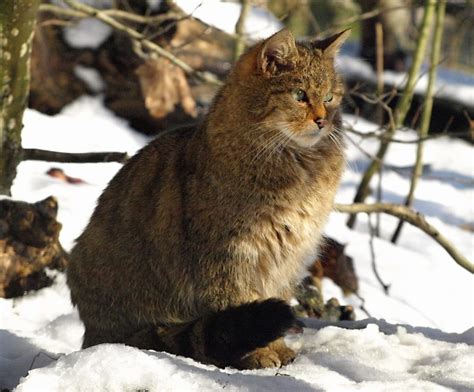 Gato Montés Descúbrelo TODO sobre estos gatos ADOPTA un Animal