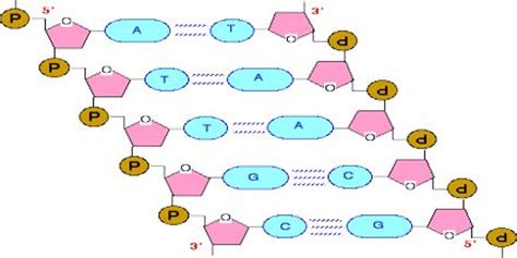 Lecture on DNA Structure - Assignment Point