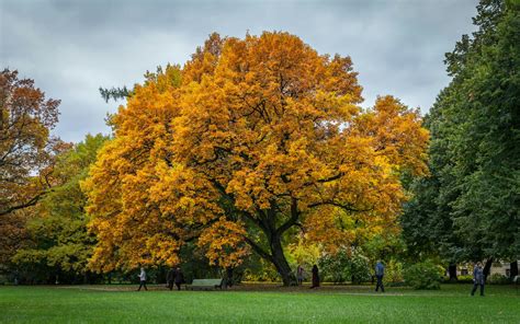 Brown Leaves Tree · Free Stock Photo