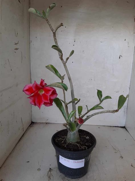 Plantas Dobradas Adenium Rosa Do Deserto Luis Michelon