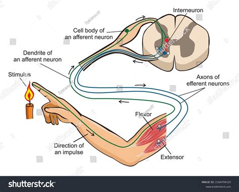 6 Polysynaptic Images, Stock Photos & Vectors | Shutterstock