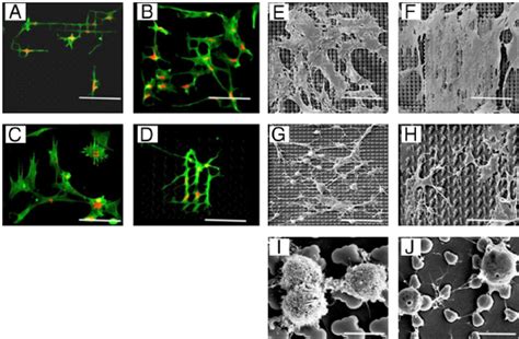 Morphology Of HMSCs On Different TopoUnits A D Fluorescent