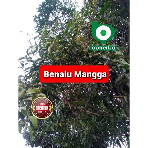 Jual Daun Benalu Mangga Kering Hijau Gram Shopee Indonesia