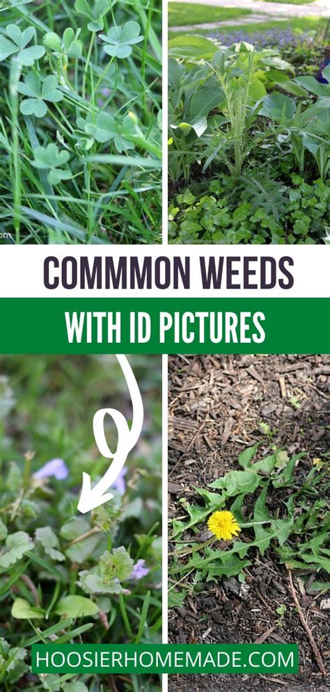 Common Garden Weeds Artofit