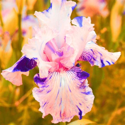 Iris Plants For Sale Bearded Iris Bulbs Iris Tubers Iris Plants Iris Bulbs Bulk Beautify The