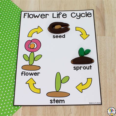 Flower Life Cycle Play Dough Mat for Sensory Play