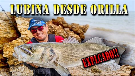 Como Pescar Lubinas Desde Orilla Con Minnow Youtube