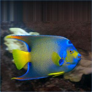 Townsend Angelfish Or Bermuda Blue Angelfish Pete S Aquariums Fish