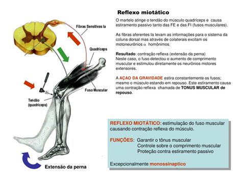 O Reflexo Patelar Considerado Escolha Uma Op O