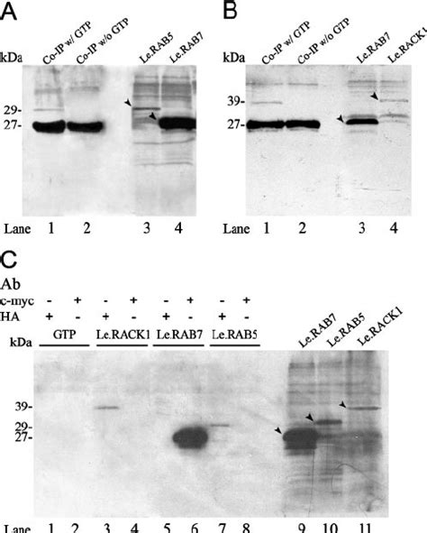 In Vitro Co Ip Protein Interaction Assay Lerab7 Was Tagged With C Myc Download Scientific