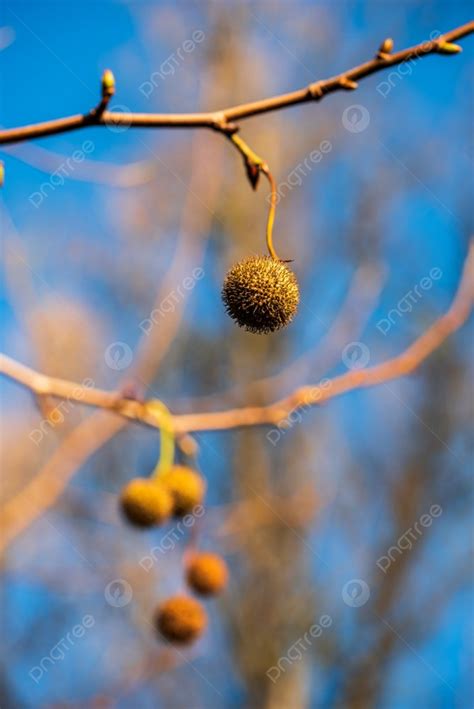 Autum Fruit In A Naked Tree Brunch Against Blue Sky Nature Background