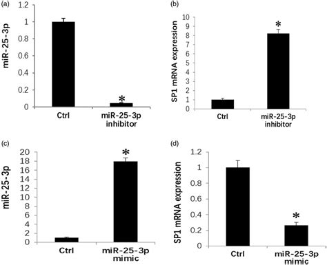 Mir P Repressed Sp Expression In Endometrial Cells Transfecting