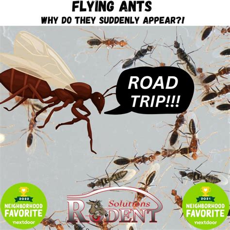 Flying Ants Why They Suddenly Appear And How To Get Rid Of Them