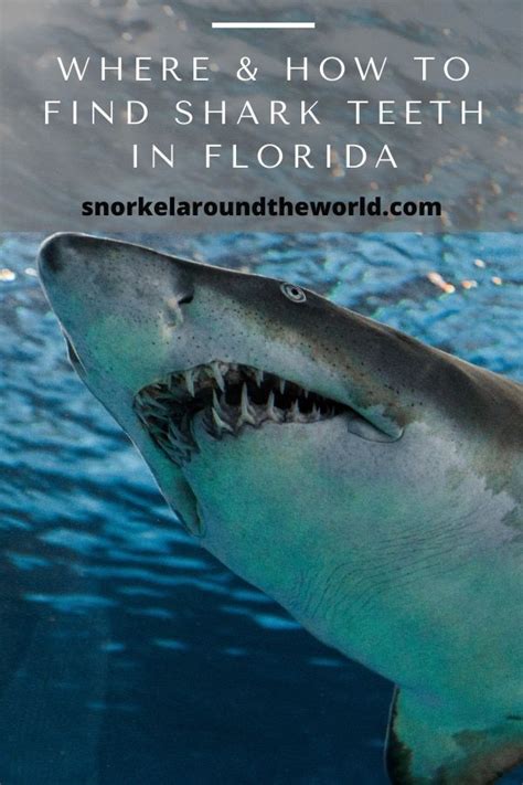 Where And How To Find Shark Teeth In Florida Artofit