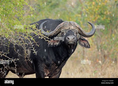 Cape Buffalo African Buffalo Hi Res Stock Photography And Images Alamy