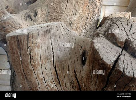 The Tree Of Zacchaeus Hi Res Stock Photography And Images Alamy