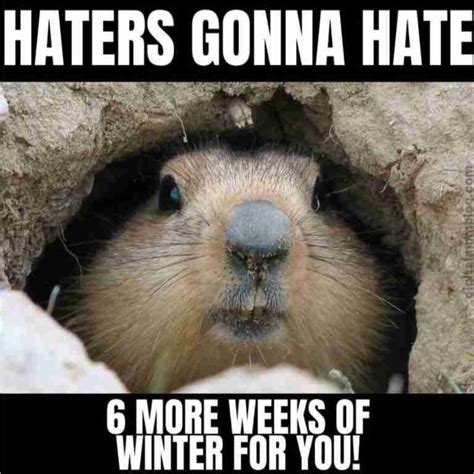 Collection Of Groundhogs Day Memes 2024 Guide For Geek Moms