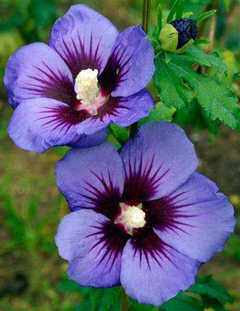 Hibiscus Syriacus Ultramarine Rose Of Sharon