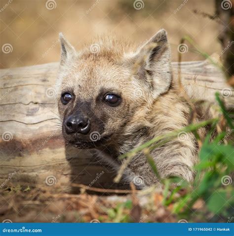 Baby of hyena, small hyena stock photo. Image of cute - 171965042