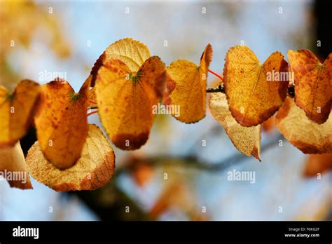 Cercidiphyllum Japonicum Katsura Tree In Autumn Jane Ann Butler