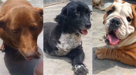 Más De Seis Millones De Perros Y Gatos Están En Abandono