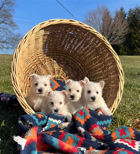 Country Garden Puppies Call West Highland White Terrier