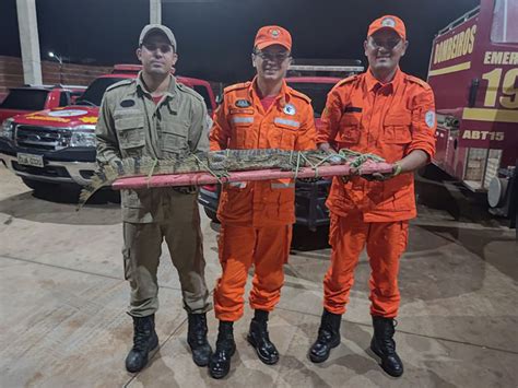 Corpo de Bombeiros captura jacaré de mais de 1 metro em Picos Portal