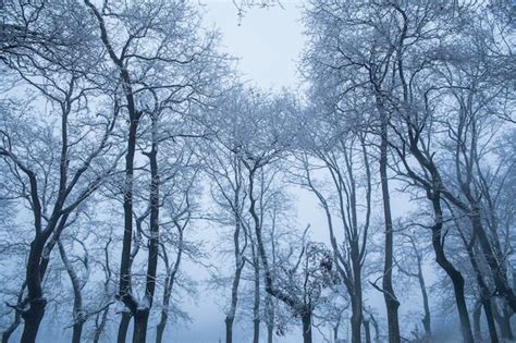 Premium Photo | Snowy forest trees in a snowy forest in a winter day