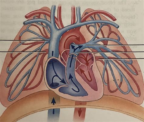 Pulmonary Circulation Diagram Quizlet