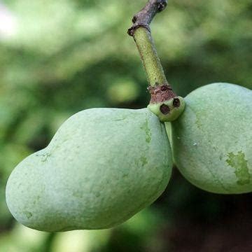 Asiminier trilobé Paw Paw planter cultiver récolter Nos conseils