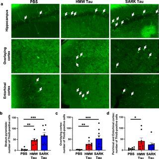 Distinct Tau Species Induce Distinct Biological Effects Schematic