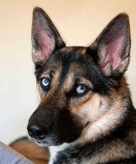 Meet The Gerberian Shepsky The German Shepherd Husky Mix German