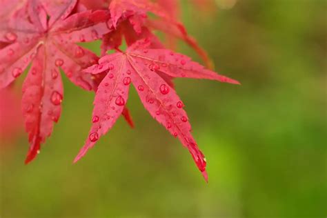 Do Acers Need Ericaceous Compost