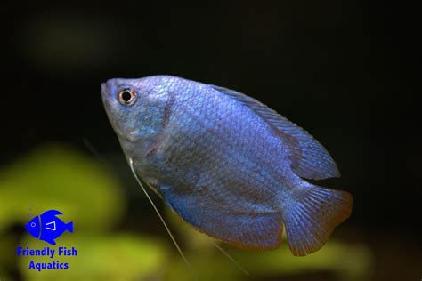 Cobalt Blue Gourami Friendly Fish Aquatics