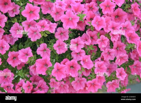 Petunie Petunia Surfinia Hot Pink Stock Photo Alamy