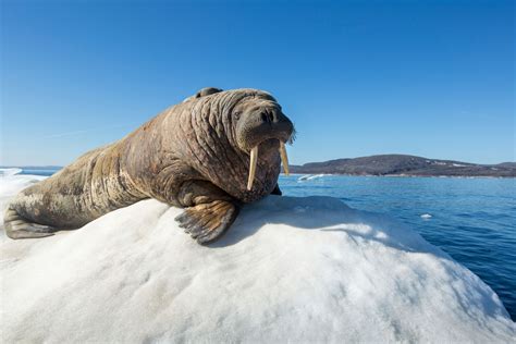 Massive walrus fell asleep on an iceberg in the Arctic and woke up in ...