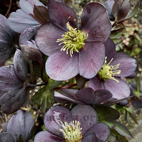 Hellebores Plant Care And Collection Of Varieties