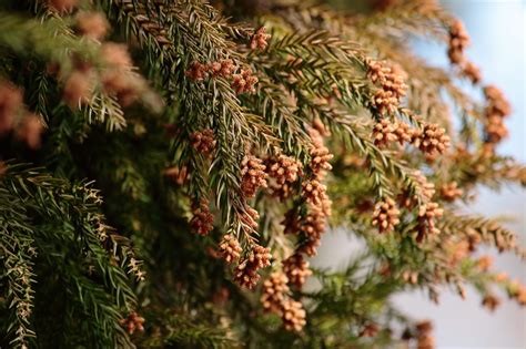 【滋賀県】花粉の飛散量が少ない『少花粉スギ苗木』の愛称を、県が3月19日まで募集しています 号外net 東近江市・近江八幡市