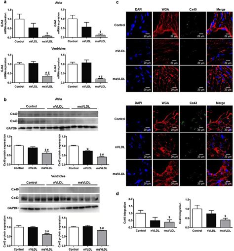 The Transcriptional Translational And Tissue Expression Of Cx40 And