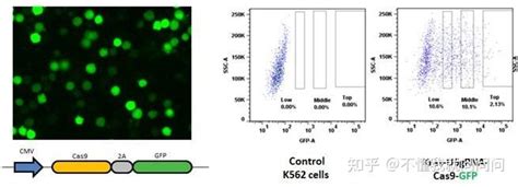 Sigma Cas Gfp Crispr