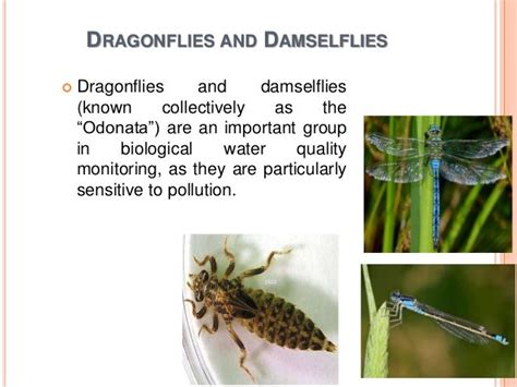 Insect As Pollution Indicator