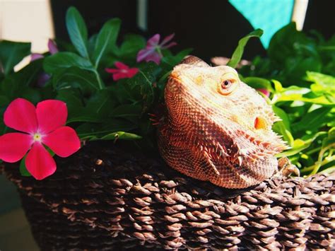 Premium Photo Close Up Of Lizard In Basket With Plant