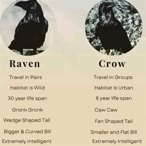 Raven vs Crow : r/coolguides