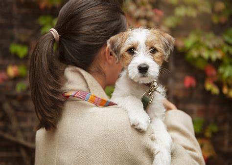 Parson Russell Terrier: Agile & Friendly