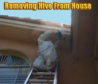 Bee Removal Photographs - Pictures of Honey Bee Hive Removal from Homes