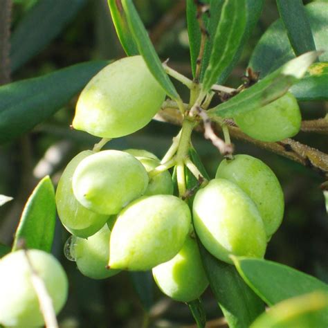 “Die Koroneiki Olive - das beste Olivenöl der Welt?