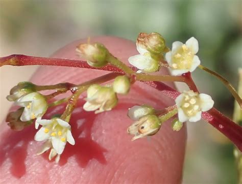 Rosemary Currentrhus From Heaven In The Langkloof Western District