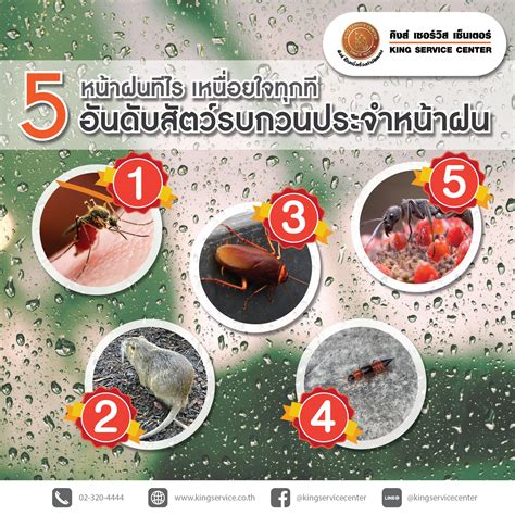 Blog Archive Page 13 of 16 บรการกำจดปลวก กำจดแมลง สตวรบกวน