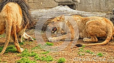 Angry Lioness Royalty-Free Stock Image | CartoonDealer.com #22432882